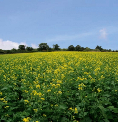 Picture of Mustard Caliente Superhot 199